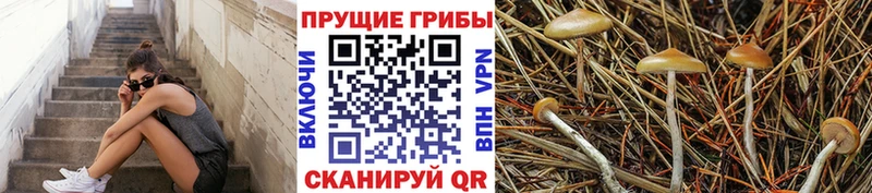 Псилоцибиновые грибы прущие грибы  Зеленогорск 
